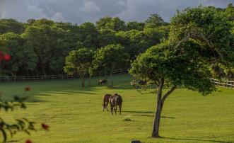 Mustique Properties For Sale