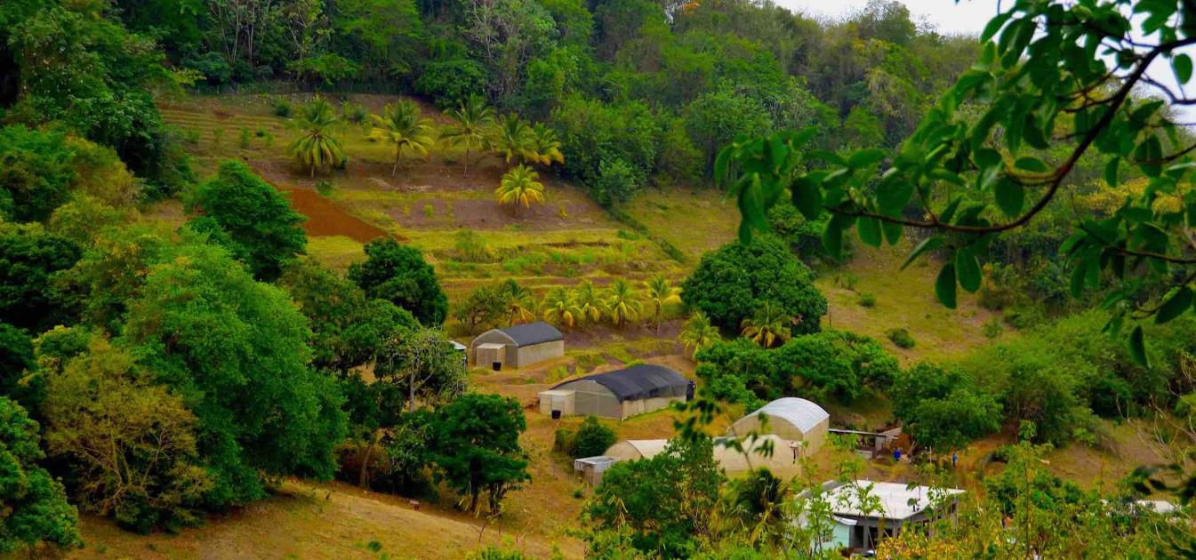 David Estate House and 8 Acres of Fertile Land